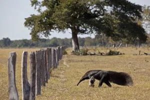 Purpose Prints: Giant Anteater (Myrmecophaga tridactyla) approaching livestock fence, Pantanal. Brazil