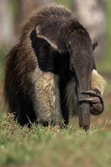 Pantanal Prints: Giant anteater (Myrmecophaga tridactyla) holding its nose
