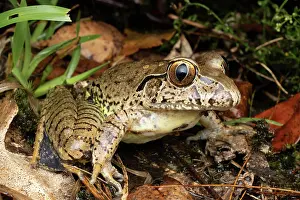 New South Wales Prints: Giant barred frog (Mixophyes iteratus) resting in wet streamside vegetation