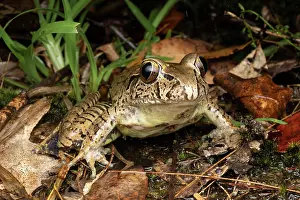 New South Wales Prints: Giant barred frog (Mixophyes iteratus) resting in wet streamside vegetation