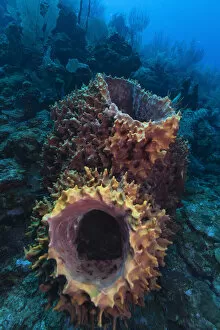 Giant barrel sponge (Xestospongia muta) within coral reef. Utila Island, Honduras. Caribbean Sea