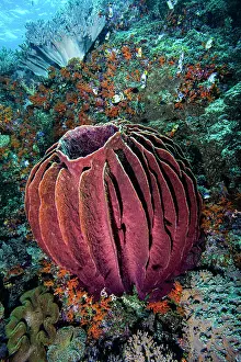 Oceania Prints: Giant barrel sponge (Xestospongia testudinaria) darker in colour than most