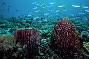 Serranidae Prints: Giant barrel sponges (Xestospongia sp)