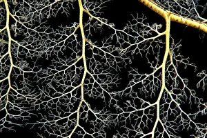 Cryptic Prints: Giant basket star (Astroboa nuda) close up