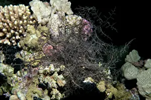 Red Sea Prints: Giant basket star (Astroboa nuda) on a reef at night