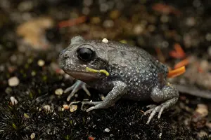Australian Capital Territory Prints: Giant burrowing frog (Heleioporus australiacus) juvenile