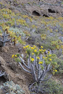 Succulents Prints: Giant coreopsis (coreopsis gigantea) inside the crater, Zapato Islet