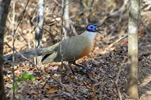 Forest Floor Prints: Giant coua (Coua gigas) calling on forest floor
