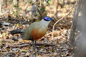 Forest Floor Prints: Giant coua (Coua gigas) foraging on forest floor