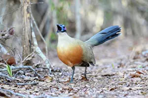 Republic Of Madagascar Prints: Giant coua (Coua gigas) walking on forest floor