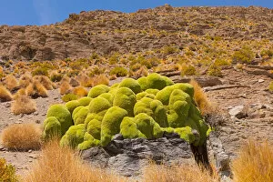 Apiaceae Gallery: Giant cushion plant (Azorella compacta). Bolivia