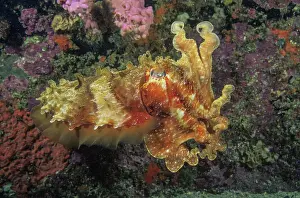 Sepiidae Prints: Giant cuttlefish (Sepia apama) displaying an orange-red coloured skin with raised skin papillae