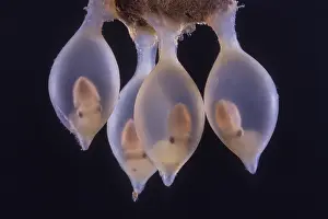 Black Background Prints: Giant cuttlefish (Sepia apama) infants ready to hatch inside their eggs after four months of incubation