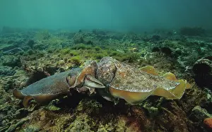Sepiidae Prints: Giant cuttlefish (Sepia apama) pair mating