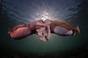Sepiidae Prints: Giant cuttlefish (Sepia apama) pair mating, Point Lowly, South Australia, Pacific Ocean