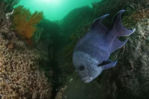 Giant damselfish (Microspathodon dorsalis) guarding egg mass, Coronado Island