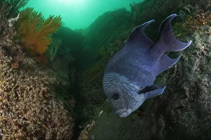 Protector Prints: Giant damselfish (Microspathodon dorsalis) guarding egg mass, Coronado Island