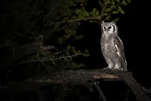 Strigiformes Prints: Giant eagle owl (Bubo lacteus) perched on branch at night