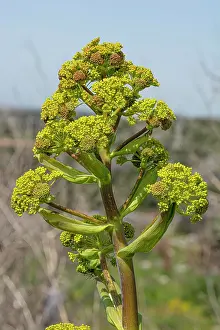 Umbelliferae Prints: Giant fennel (Ferula communis) in flower, Gargano, Puglia, Italy, April. Focus stacked