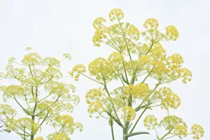 Apiaceae Gallery: Giant fennel (Ferula communis) flowering umbels. Cyprus. April