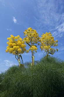 Images Dated 5th April 2009: Giant fennel (Ferula communis) plants in flower, Kaplica, Northern Cyprus, April 2009