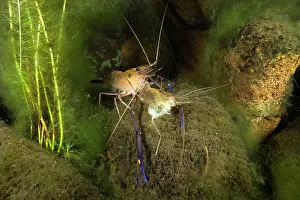 Crustracea Prints: Giant freshwater prawn / Cherabin (Macrobrachium spinipes) feeding on it's shed exoskeleton