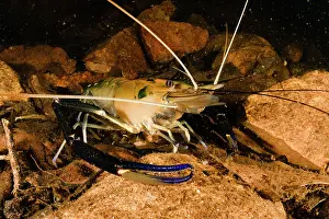 Crustracea Prints: Giant freshwater prawn / Cherabin (Macrobrachium spinipes) resting on creek bed