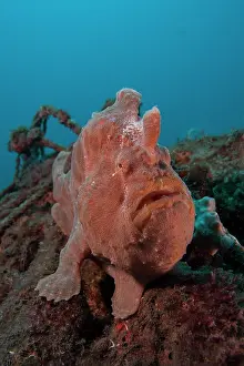 Black Angler Prints: Giant frogfish (Antennarius commerson) portrait, Bali, Pacific Ocean