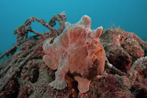 Black Angler Prints: Giant frogfish (Antennarius commerson) portrait, Bali, Pacific Ocean