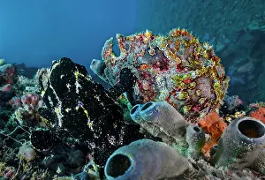 Multi Coloured Prints: Giant frogfish (Antennarius commersoni) mated pair