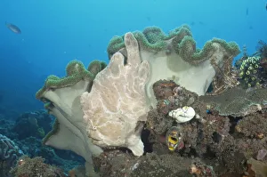 Anglerfish Gallery: Giant frogfish {Antennarius commersoni} on Mushroom Leather coral, Sulawesi, Indonesia