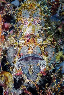 Black Angler Prints: Giant frogfish (Antennarius commersoni) portrait, Ambon, Indonesia, Pacific Ocean
