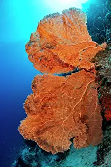 Subergorgiidae Prints: Giant gorgonian sea fan (Subergorgia mollis) on a coral reef