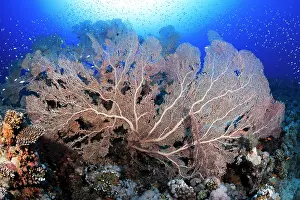 Red Sea Prints: Giant gorgonians (Annella sp.) on a coral reef