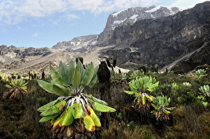 Nature's Last Paradises Gallery: Giant groundsel (Dendrosenecio sp) at 4000m altitude on slopes of Mount Kilimanjaro