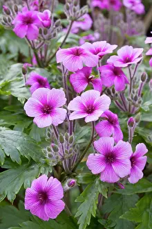Cultivated Prints: Giant herb roberts (Geranium maderense) in flower
