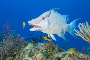 Alex Mustard 2021 Update Prints: Giant hogfish (Bodianus macrognathos) male yawning at a cleaning station run by juvenile