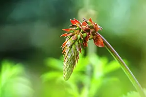 Botanical Garden Prints: Giant honey-flower (Melianthus major)