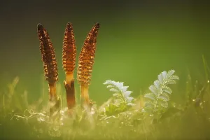 Images Dated 16th April 2011: Giant horsetail (Equisetum telmateia), Catcott Lows SWT reserve, Somerset Levels