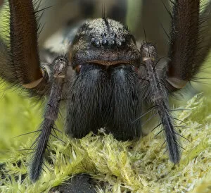 Giant house spider (Eratigena atrica) close up showing large mandibles, Banbridge