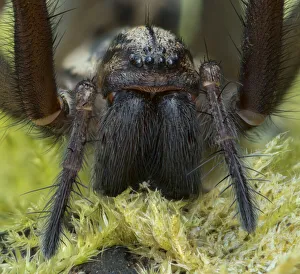 Down Prints: Giant house spider (Eratigena atrica) close up showing large mandibles, Banbridge