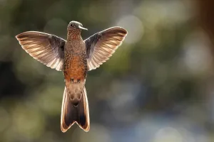 Trochilidae Prints: Giant hummingbird (Patagona gigas) in flight