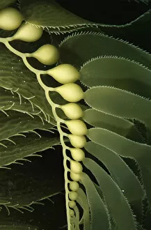 Algae Gallery: Giant Kelp (Macrocystis pyrifera) close up with detail of floats. Catalina Island