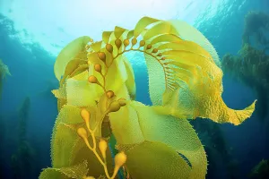 Seaweed Prints: Giant kelp (Macrocystis pyrifera) reaching up toward the sea surface