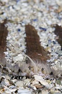 Magnus Lundgren Prints: Giant / King scallop (Pecten maximus) seabed covered in shells, Moere coastline, Norway