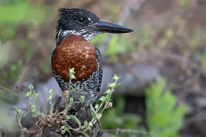 Megaceryle Prints: Giant kingfisher (Megaceryle maxima) male, portrait, Allahein river, The Gambia