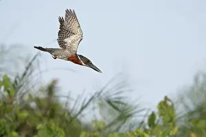 West Africa Prints: Giant kingfisher (Megaceryle maxima) male, in flight, Allahein river, The Gambia