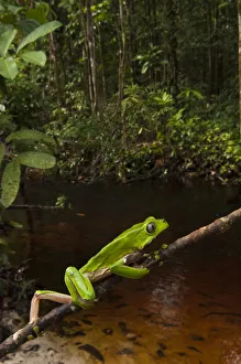 Giant leaf frog (Phyllomedusa bicolor) climbing along branch in rainforest, Iwokrama Reserve