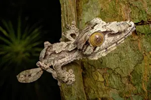 Gecko Prints: Giant leaf-tailed gecko (Uroplatus giganteus) resting on tree trunk at night