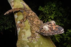 Gecko Prints: Giant leaf-tailed gecko (Uroplatus giganteus) walking along branch at night